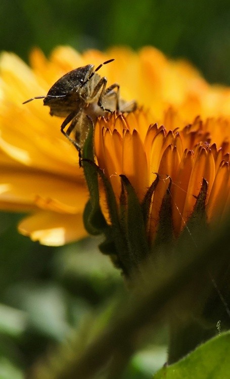 Insect with Bad Smell