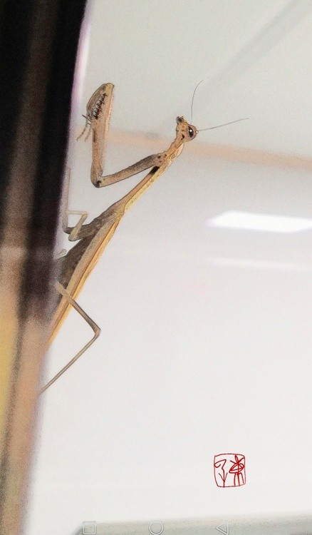 Brown Mantis