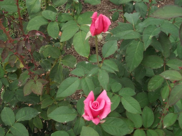 flowers 3