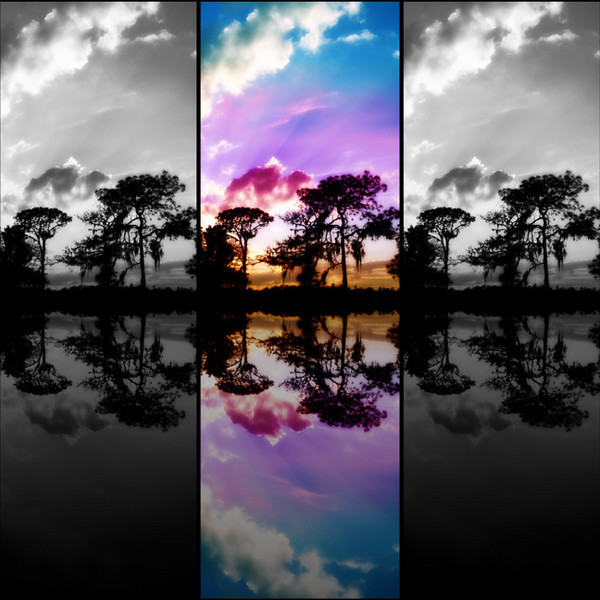 a Tree and a Sky