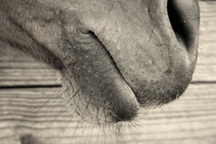 Big Mouth