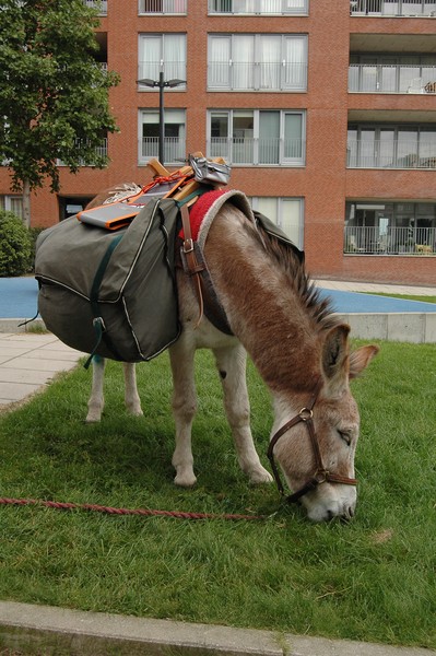 urban donkey