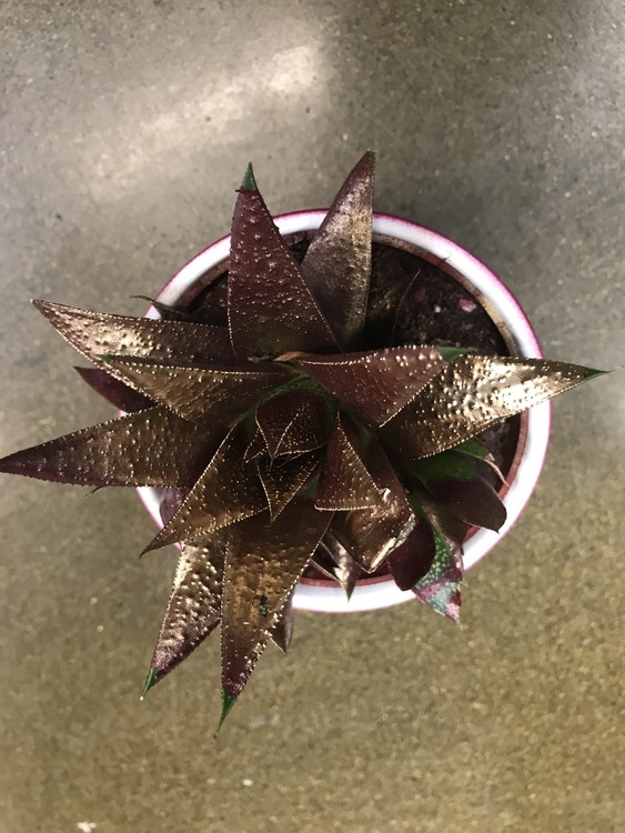 Gold Plant