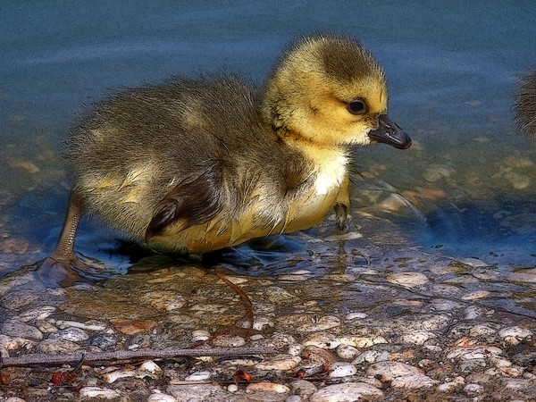Little Chick