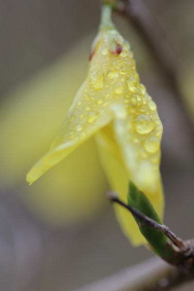 Rain-dew Forsythia bloom