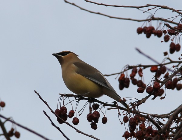 treetopwaxwing