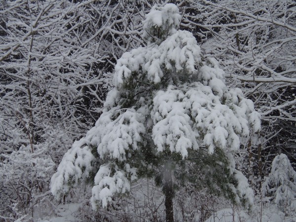 Christmas White