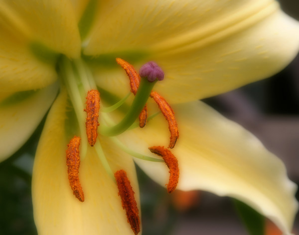Painted Lily #2