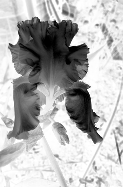 Black Iris