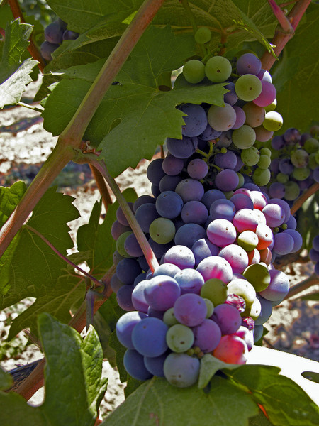 Grapes Galore