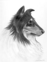 Collie in Profile