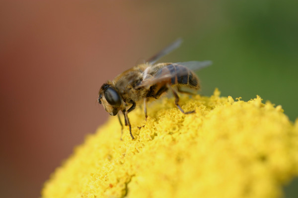 Hoverfly