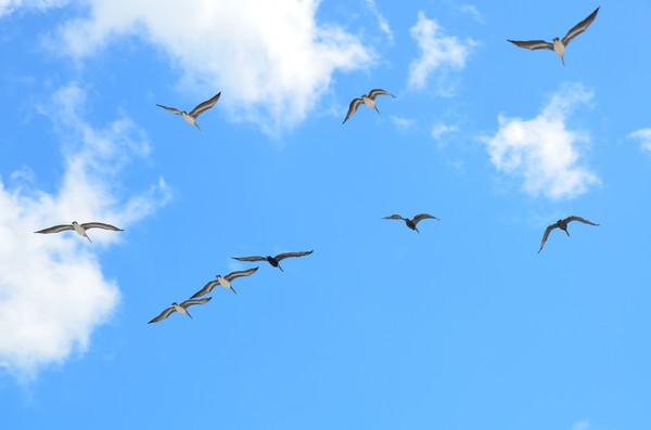 Seagulls in flight
