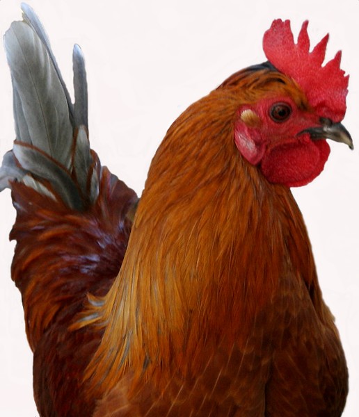 my homebred araucana x cockrel