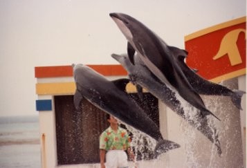 dolfin