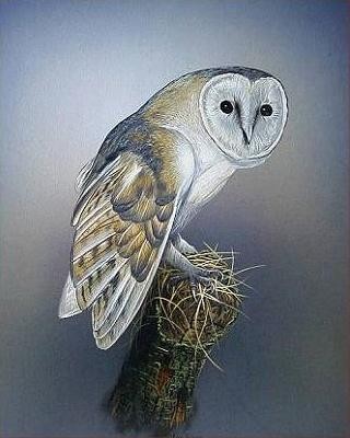 barn owl