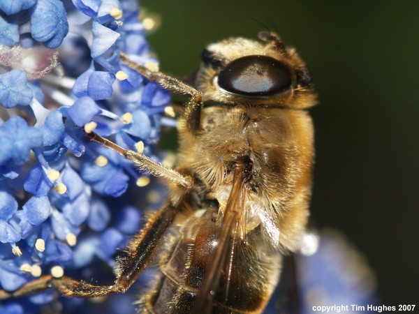 'Bee Close Up'