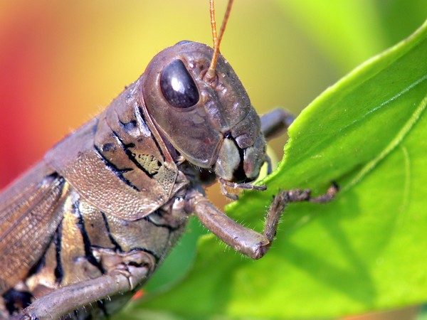 grasshopper
