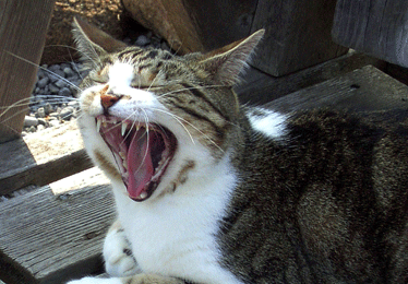 Roar