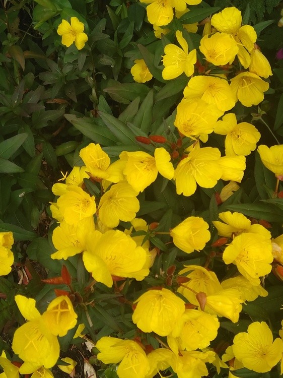 Drawf Evening Primrose.