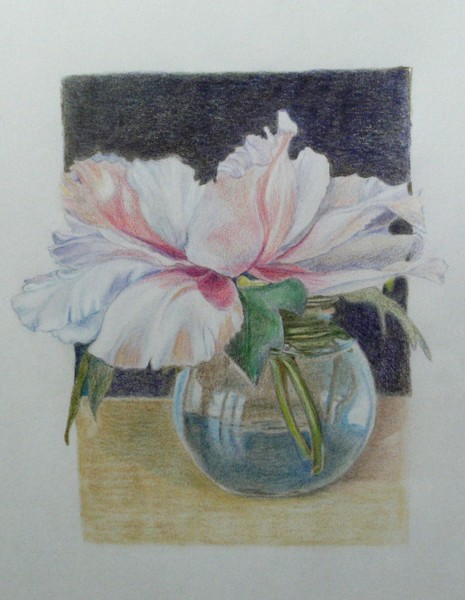 Tree Peony