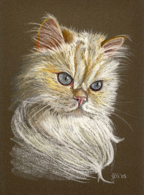 Himalayan Cat