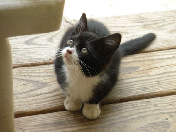 I'm Just Adorablee