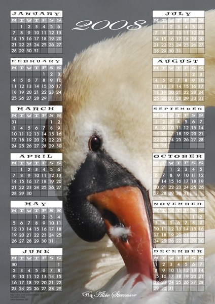 Mute Swan Yearly Calender