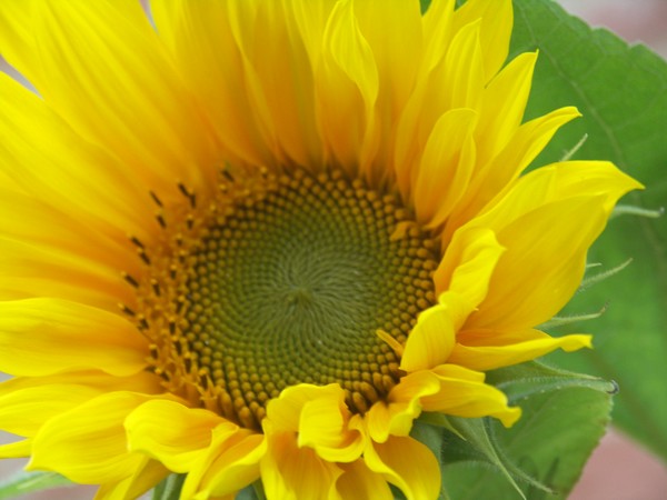 FIRST SUNFLOWERS 2