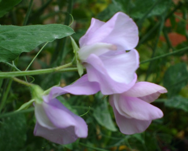 SWEET PEAS**