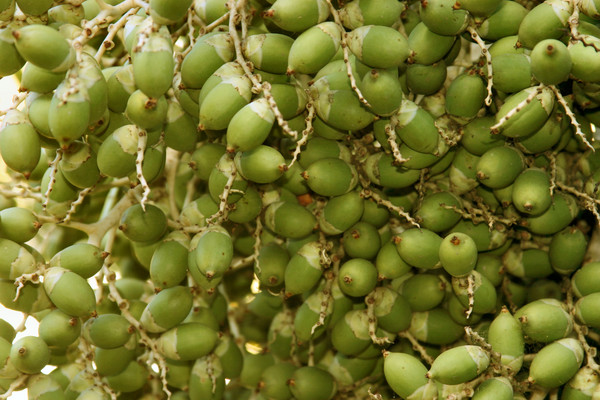 Palm Fruit #1