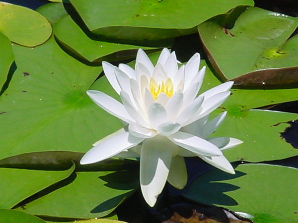 Water Lily