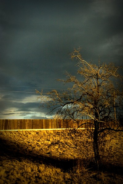 tree & fence