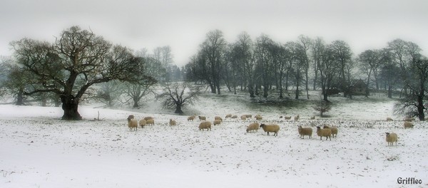 FLOCK