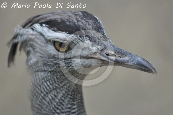 Kori's bustard