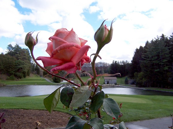 The Rose in Landscape