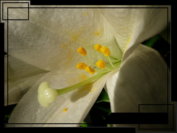 A Lily's Arousal