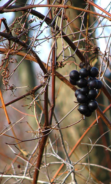 Old grapes