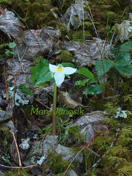 Trillium