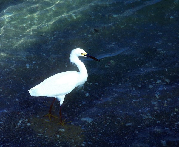 Egret Walks in Blue Water