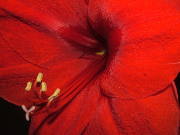Red beauty