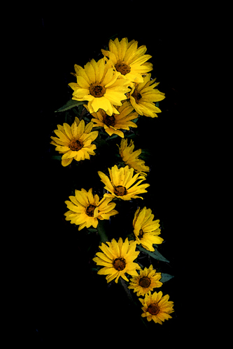Ditch Daisies