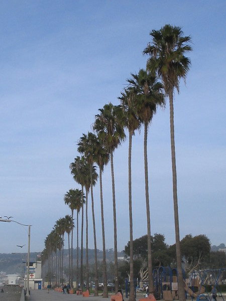 Palms Row