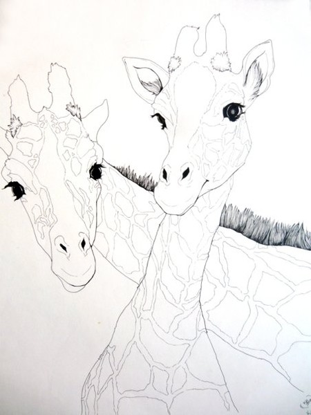 giraffes