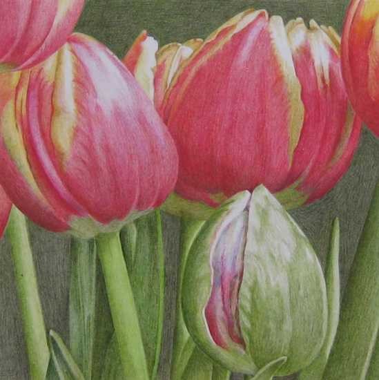 Tulip5/red-yellow