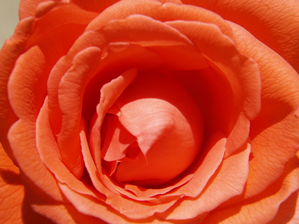 The heart of a rose