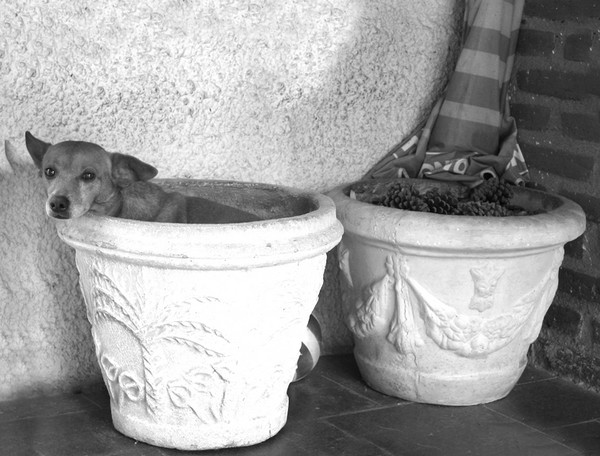 tub o'dog