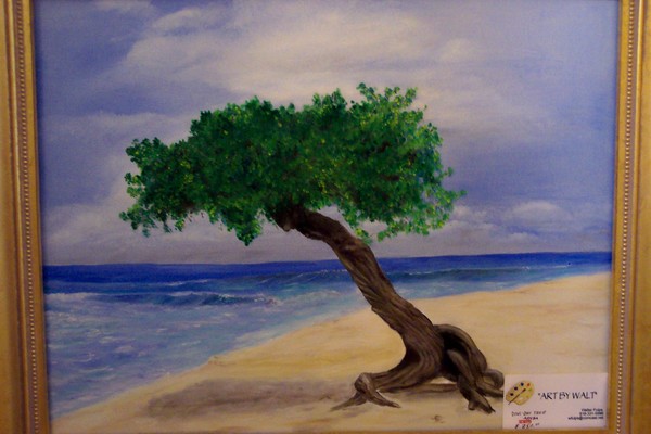 Divi Divi Tree--Aruba