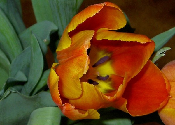 Springtime!!