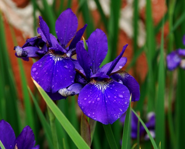 Iris